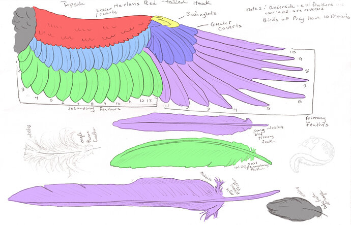 Wing-and-feather-anatomy
