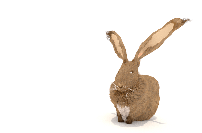 rabbitwidecamera00