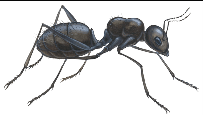 britannica ant