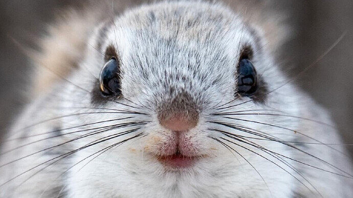 Flying Squirrel Face Closeup