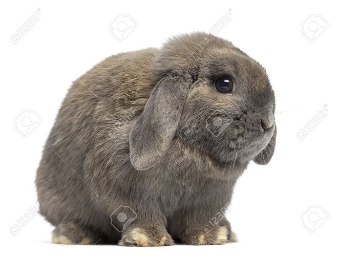 64970810-side-view-of-a-cute-holland-lop-rabbit-isolated-on-white