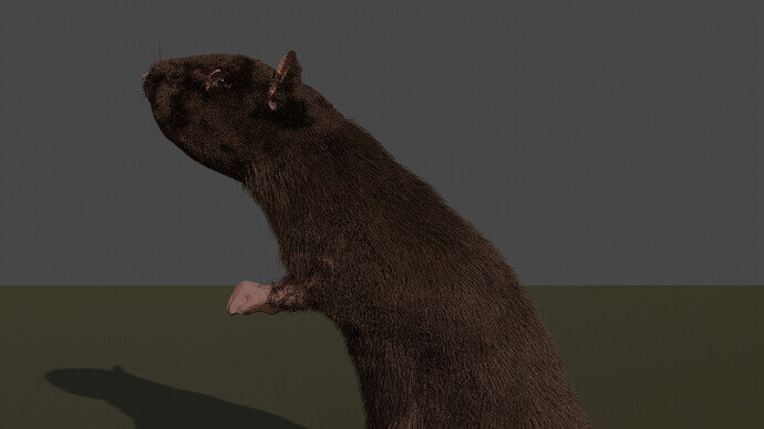 Ratty 4