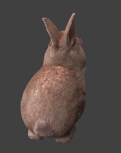 Bunny_Rear_009