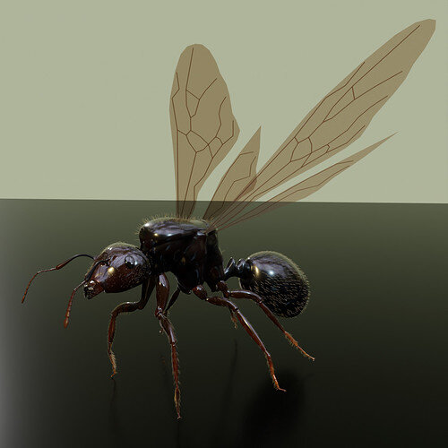 Ant Painted