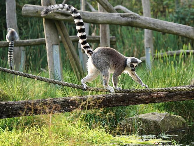 ring-tailed-lemur-2934627_960_720