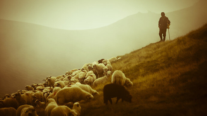 6051900-landscapes-mountains-lambs-shepherd-animals-photos-shepherd-sheep-beauty-shepherd