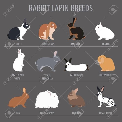 64200131-rabbit-lapin-breed-icon-set-flat-design-vector-illustration