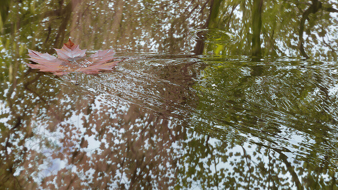 Leaf on the water