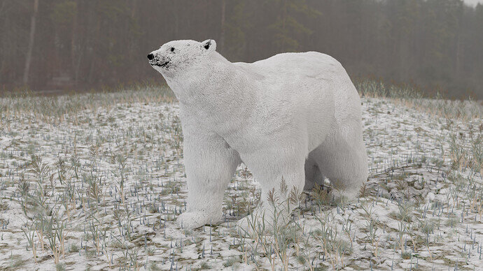 Polar Bear 13