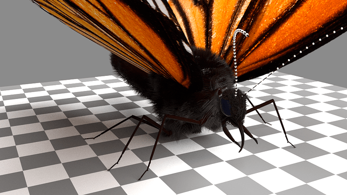 Butterfly-basic-mesh-13