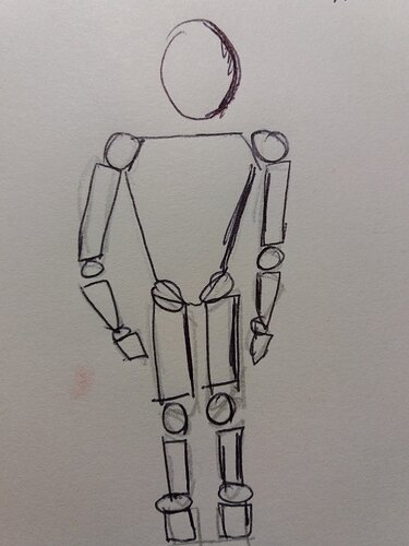 sketch anatomy