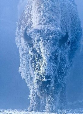 bison_snow