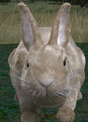 Bunny_SSS_Front_On