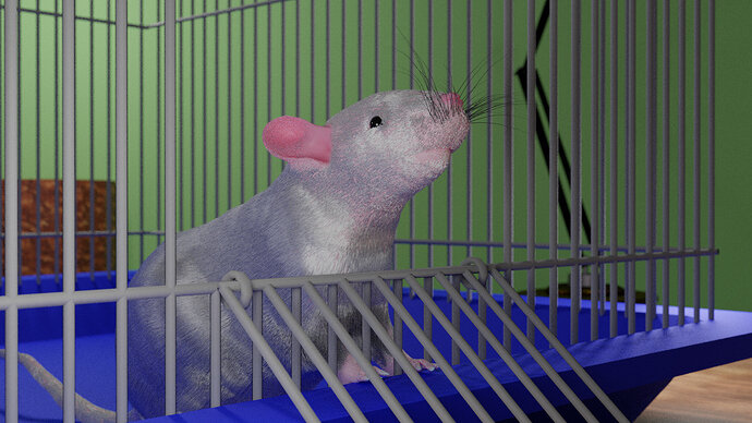 Rat