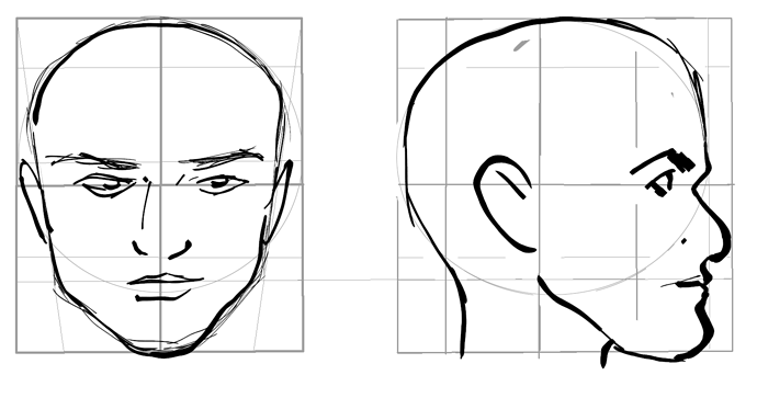 HeadProportions