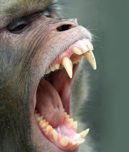 rhesus-macaque