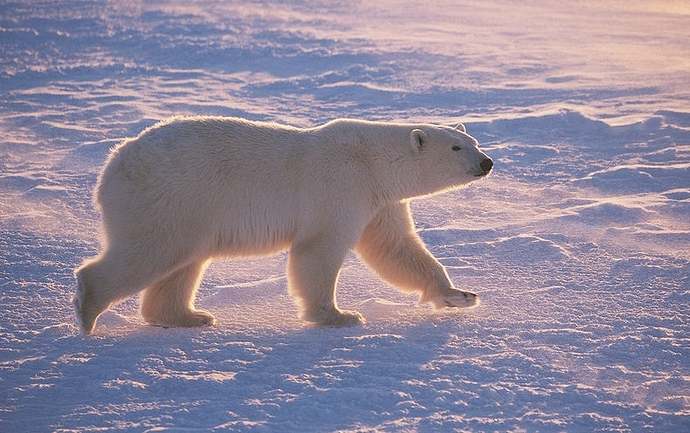 polar-bear-side