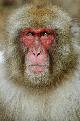close-up-of-face-of-serious-monkey-pixelchrome-inc