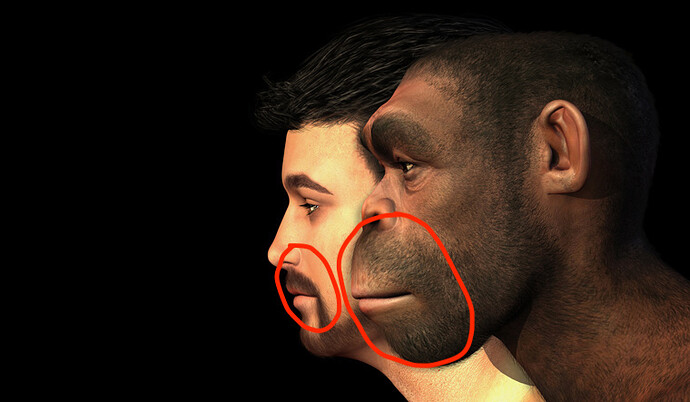 portrait-modern-human-homo-Erectus-man-side-by-side-facial-shape-evolution-modern-human-face-shut