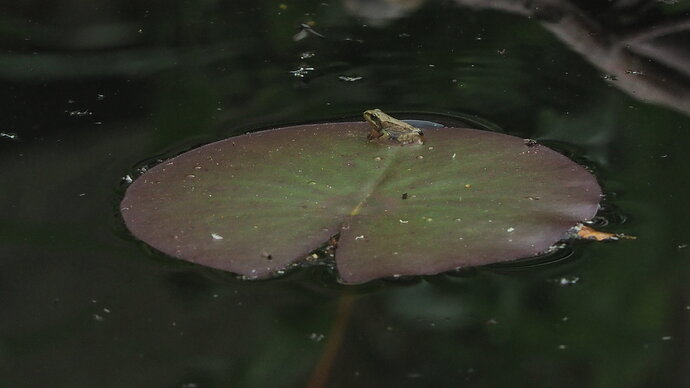 Froglet On LillyPad1P6060304