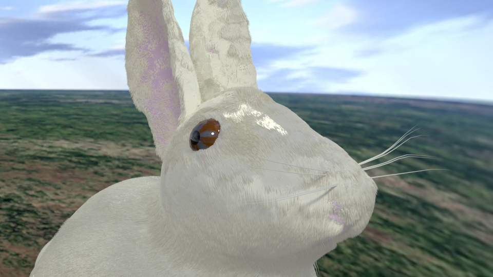 rabbit_sky_closeup