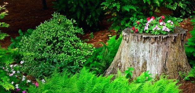 tree-stump-landscape-how-to-make-a-tree-stump-planter-steps-gardening-flowers-tree-stump-planting-ideas
