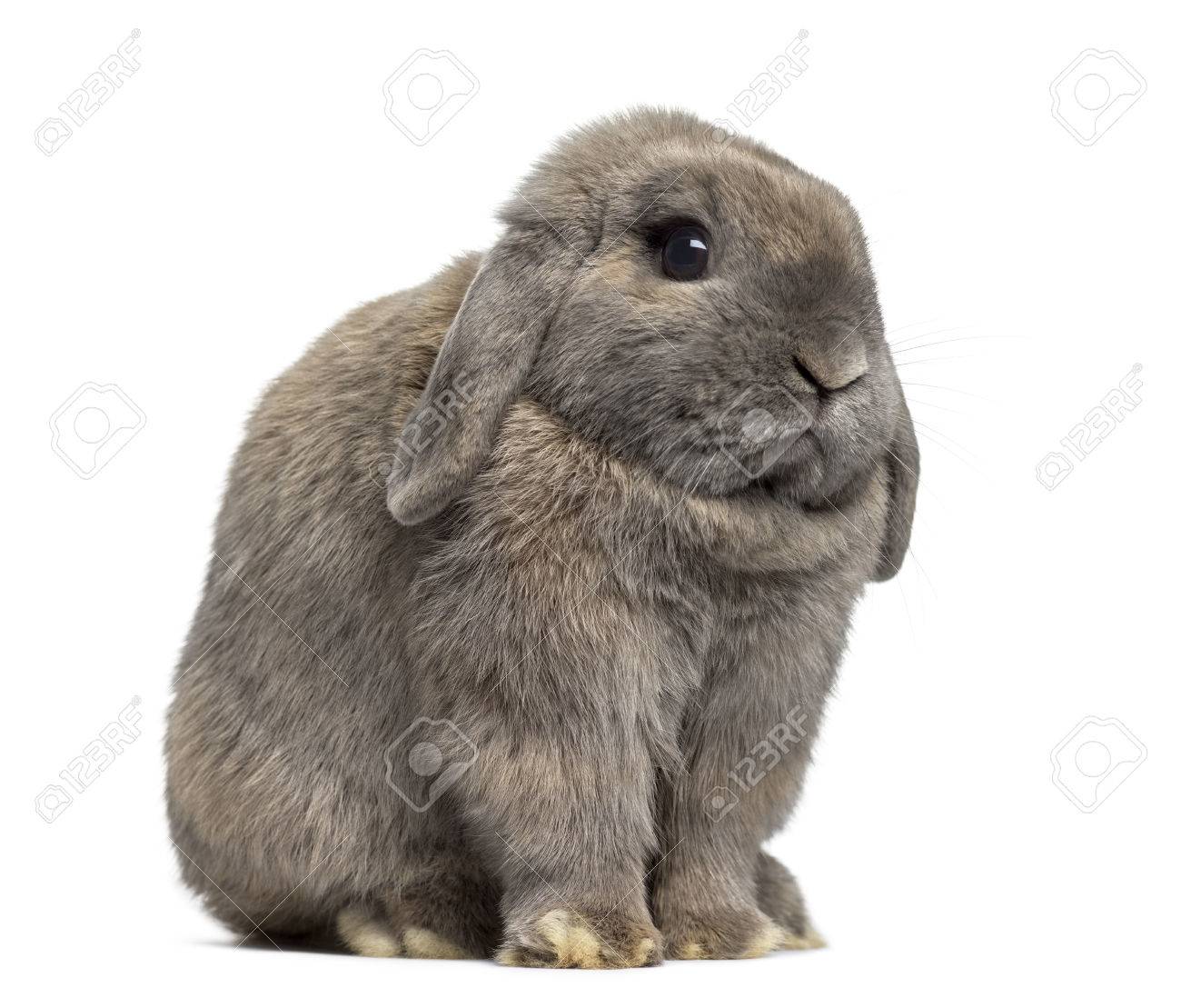 64970803-side-view-of-a-cute-holland-lop-rabbit-isolated-on-white