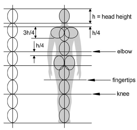 Proportions-of-the-Human-Body-with-Respect-to-the-Height-of-the-Head