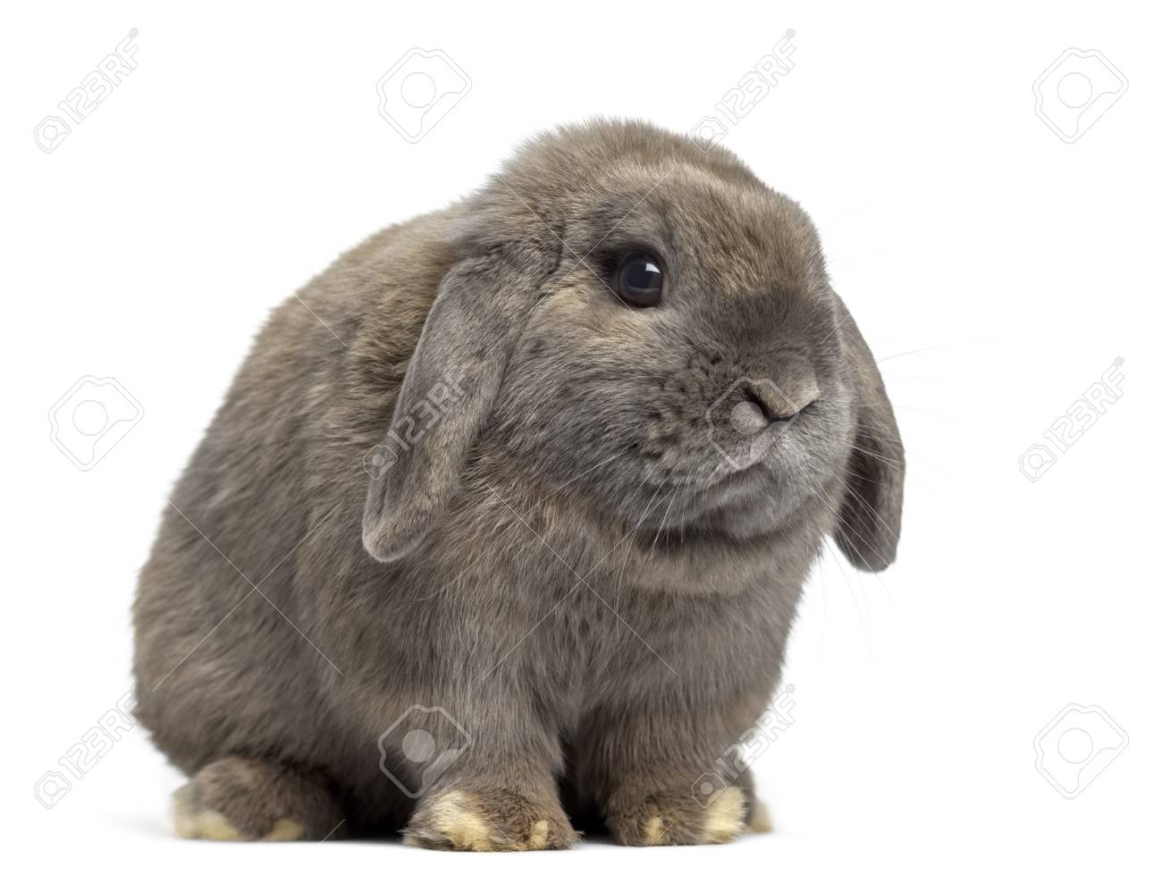 64970660-side-view-of-a-cute-holland-lop-rabbit-isolated-on-white