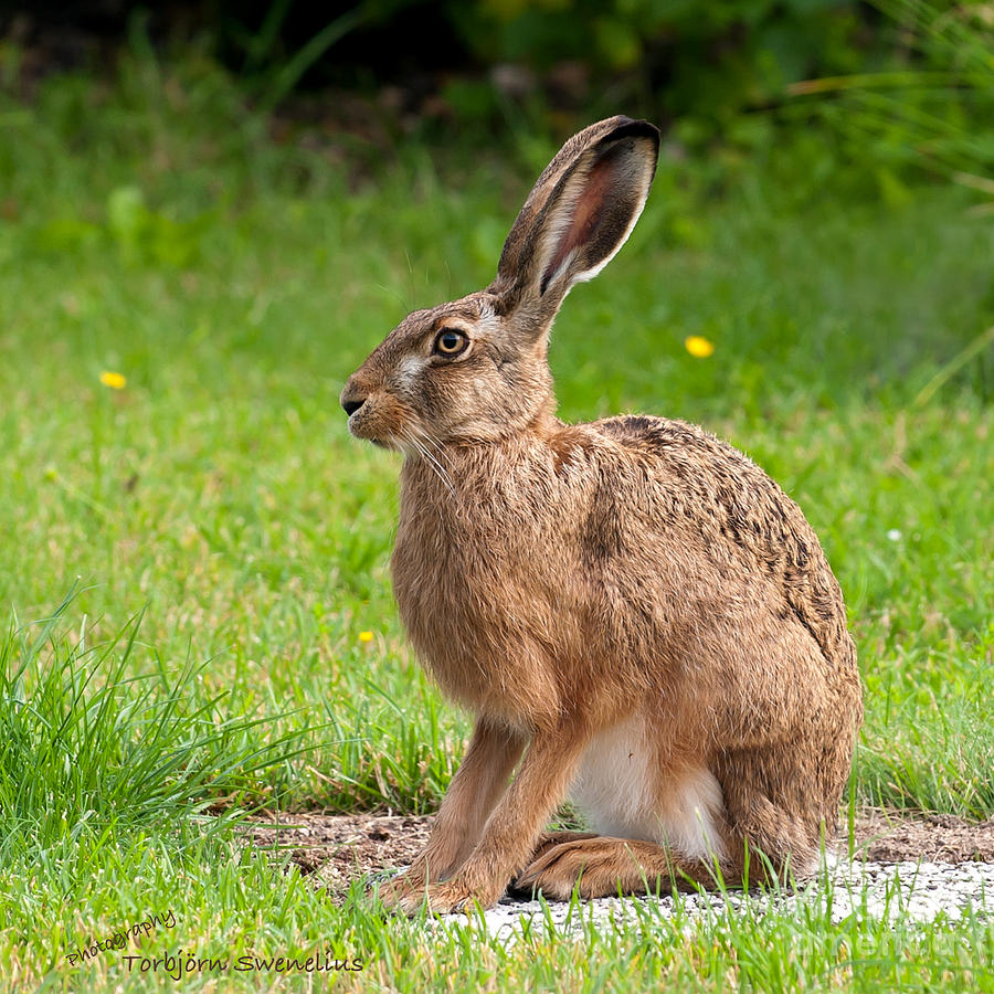 hare-profile-torbjorn-swenelius