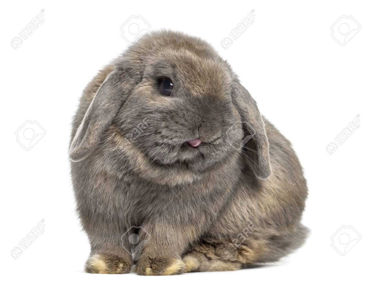 64970749-cute-holland-lop-rabbit-isolated-on-white