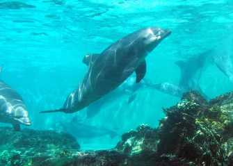 dolphin-underwater-1394678