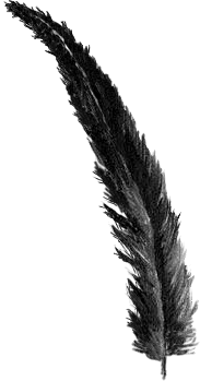 Feather2