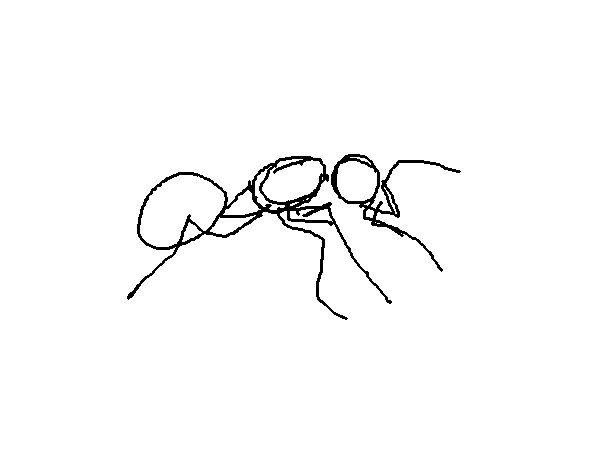 70-ant