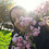 Alya