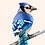 BlueJayBird11