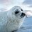 KoreanSeal