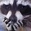 Moon_Raccoon