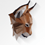 TheLynxDr