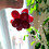 Zahra_Jahangiri